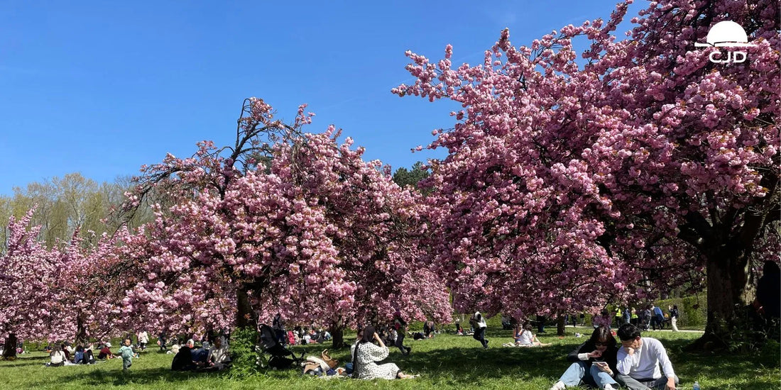 Parc de sceaux : Cerisiers en fleurs et Hanami