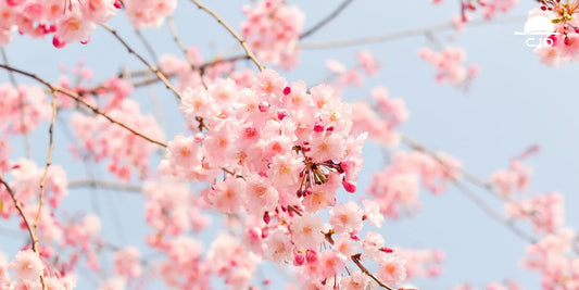 10 lieux pour voir les cerisiers en fleurs à Paris