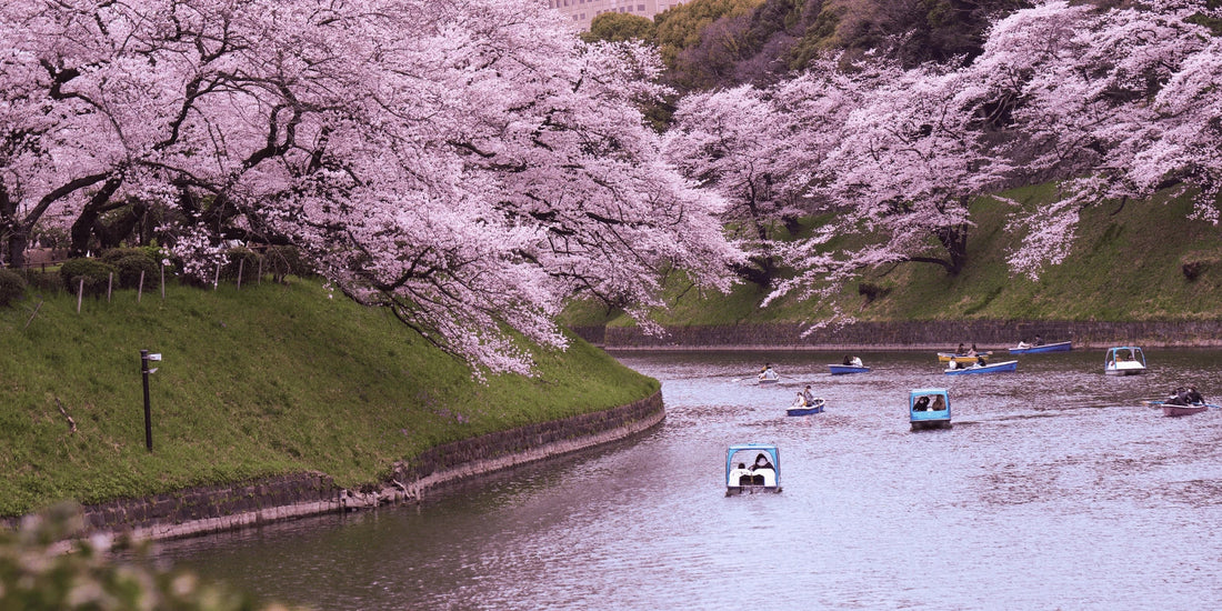 Hanami : Pique-niquer sous les cerisiers en fleurs