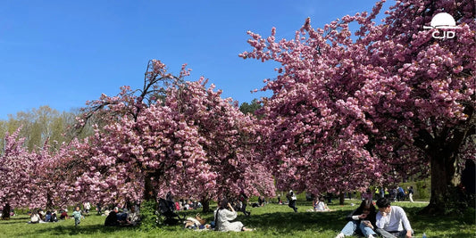 Parc de sceaux : Cerisiers en fleurs et Hanami